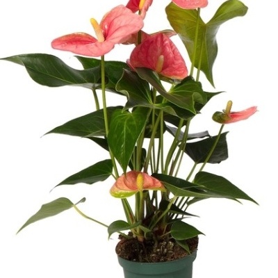 Anthurium Andraeanum v17