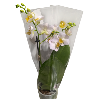 Orquídea branca e amarela em vaso com embalagem plástica