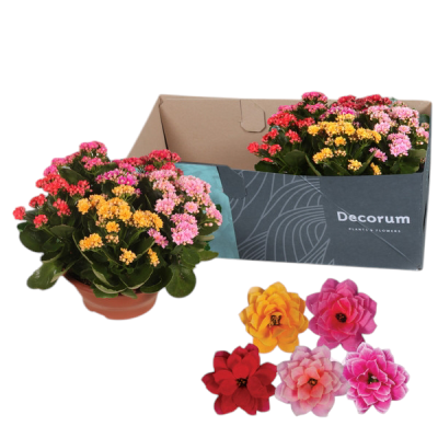 Kalanchoe Calandiva Rosalina