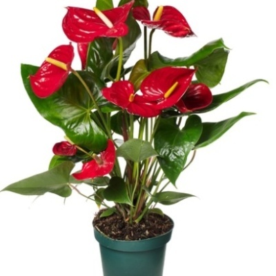 Anthurium Andraeanum v17