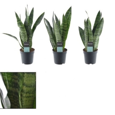 Sansevieria Trifasciata 38cm