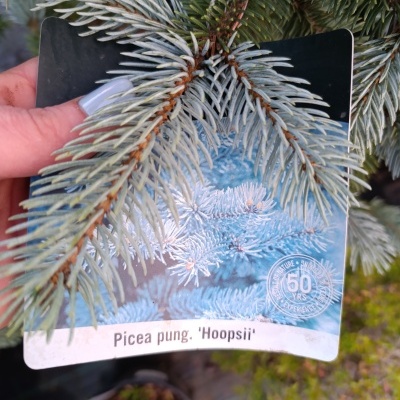Picea pung. "Hoopsii" Super Blue
