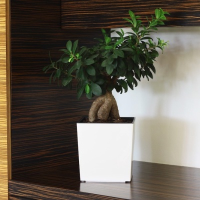 VASO SHINNY 30*30*30