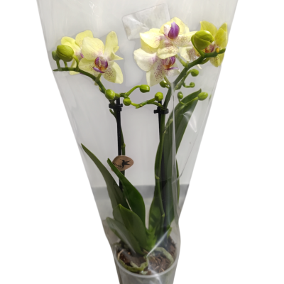 Orquídea amarela com detalhes roxos embrulhada em papel transparente