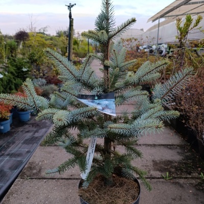 Planta de árvore em vaso preto com agulhas verde azuladas num viveiro exterior