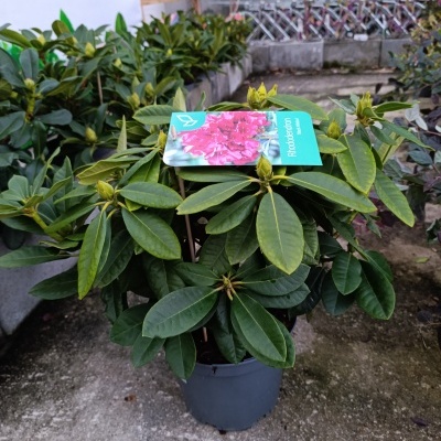 Rhododendron