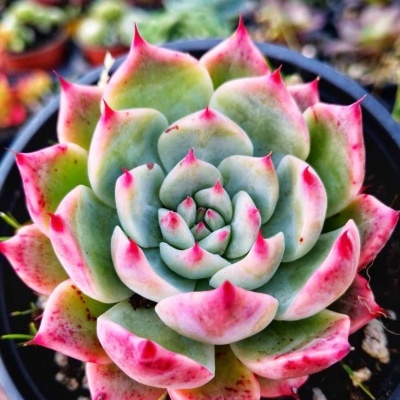Echeveria chihuahuaensis