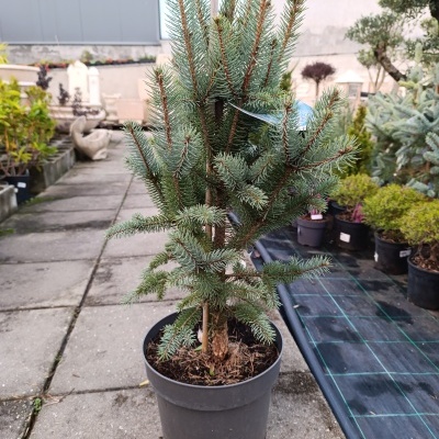 Pequena árvore em vaso preto num viveiro exterior