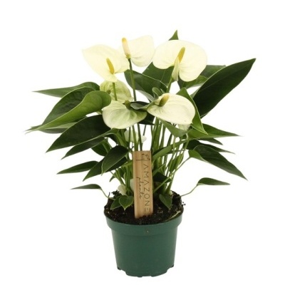 Anthurium Andraeanum v17