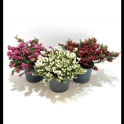 Pernettya - Gaultheria mucronata