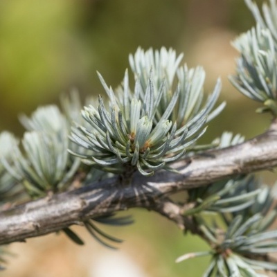 Cedrus Libani Glauca