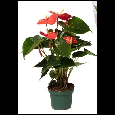 Anthurium Andraeanum v17