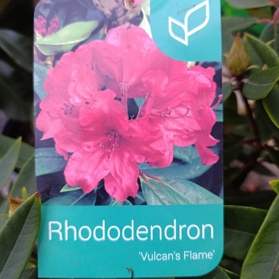 Rhododendron