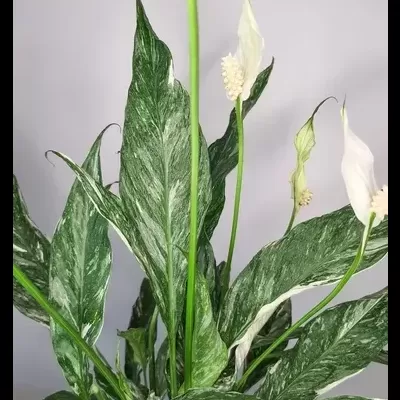 Spathiphyllum Diamond