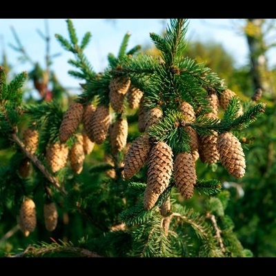 Picea Abies "Acrocona"