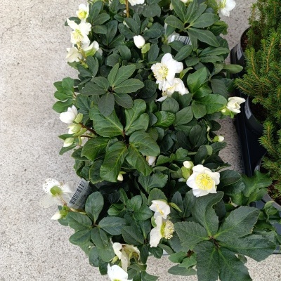Helleborus Niger Christmas Carol