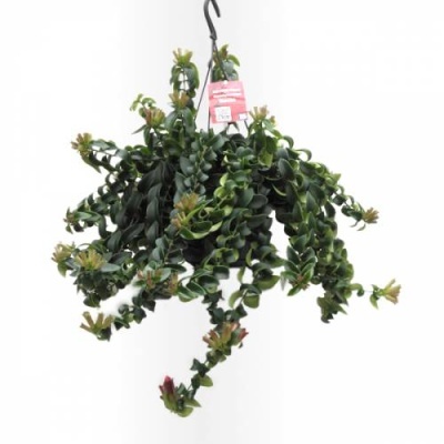 Aeschynanthus Mona Lisa