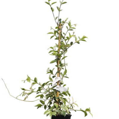 Trachelospermum jasminoides Variegata