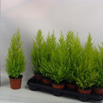 Cupressus macrocarpa 'Goldcrest'