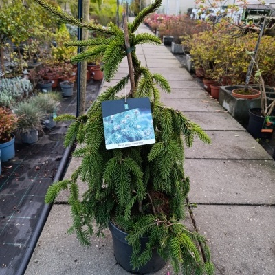 Picea Abies "Acrocona"