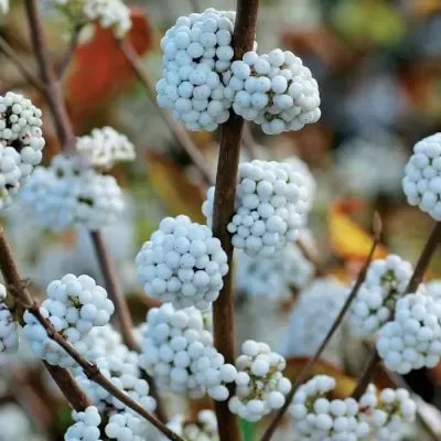 Callicarpa bodinieri Magical SNOWQUEEN