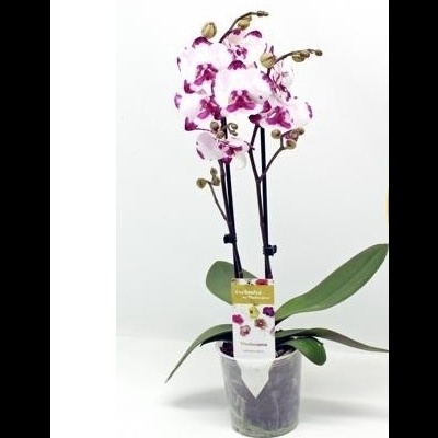 Orquidea Phalaenopsis