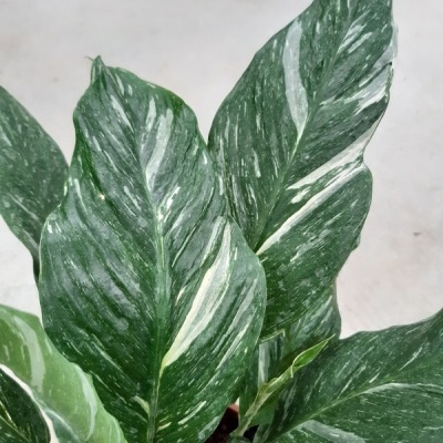 Spathiphyllum Diamond
