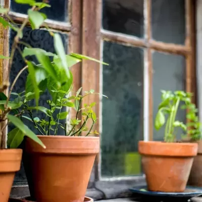 VASO  BARRO STANDARD