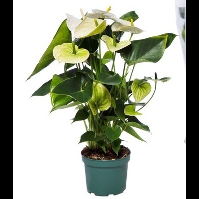 Anthurium Andraeanum v17