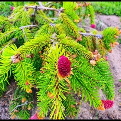Picea Abies "Acrocona"