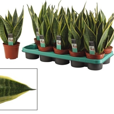 Sansevieria Trifasciata 38cm