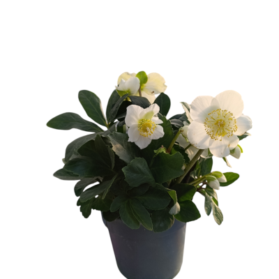 Helleborus Niger Christmas Carol
