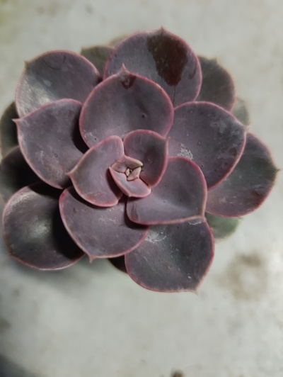Echeveria Gibbiflora D.C