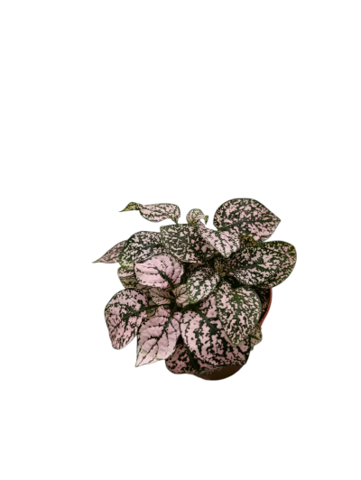 hypoestes phyllostachya pink