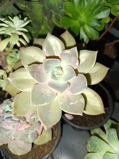 Echeveria Gibbiflora