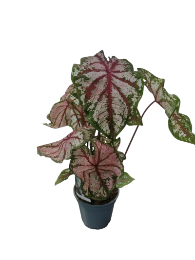 Caladium