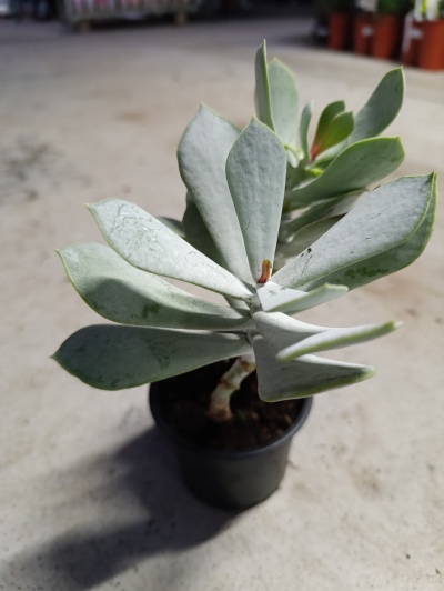 cotyledon orbiculata