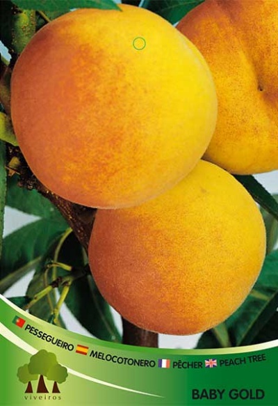 Pessegueiro Baby Gold V 3.5l