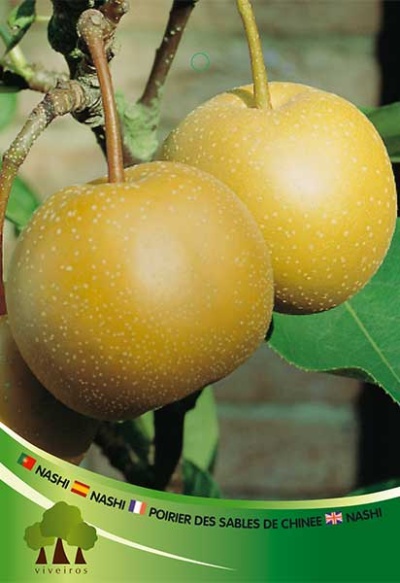 Pereira Nashi V 3.5l