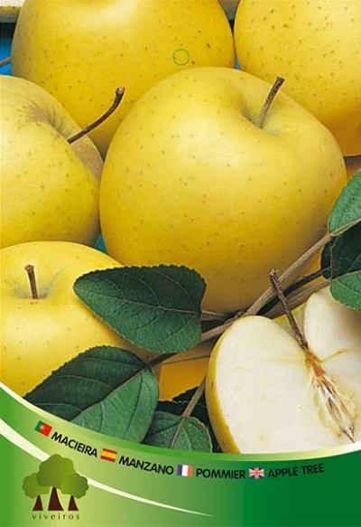 Macieira Golden V3.5l