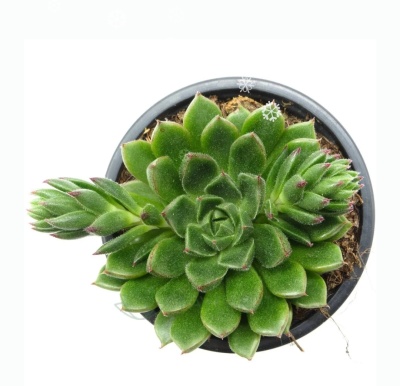 Echeveria Setorum Victor