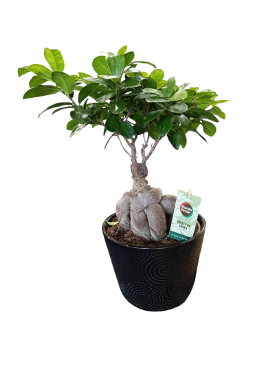 FICUS BONSAI