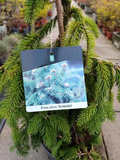 Picea Abies "Acrocona"