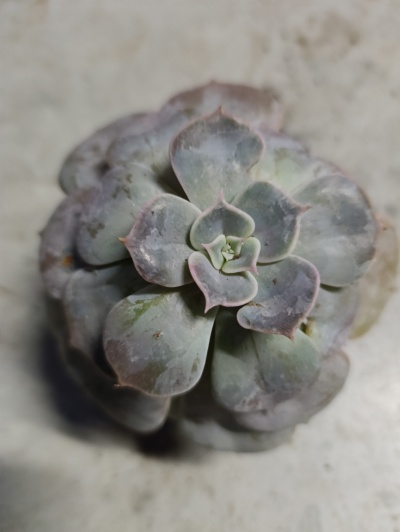 Echeveria Secunda var Glauca