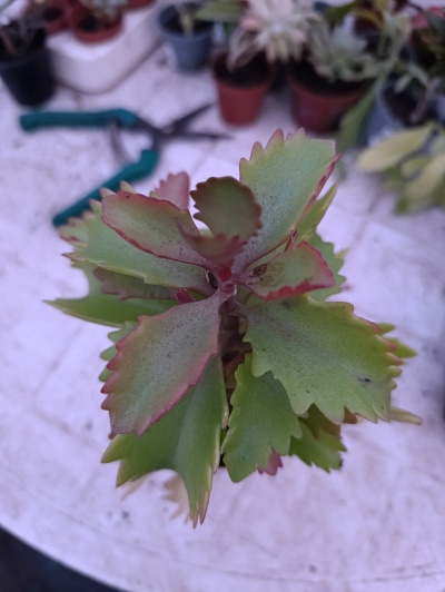 Kalanchoe Fedtschenkoi Variegata