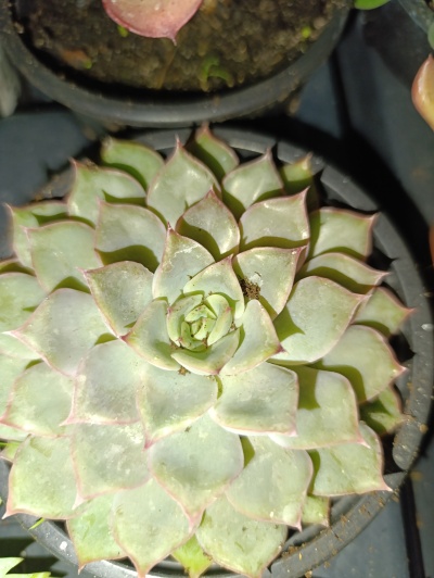 Echeveria Colorata