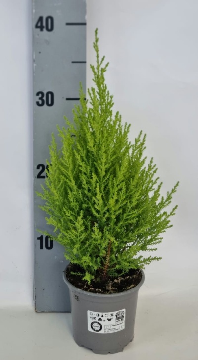 Cupressus macrocarpa 'Goldcrest'