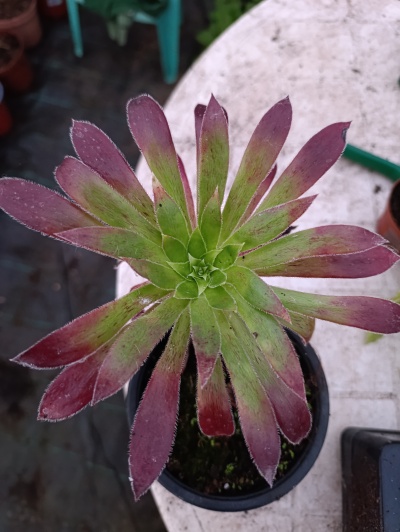 Aeonium simsii x zwartkop