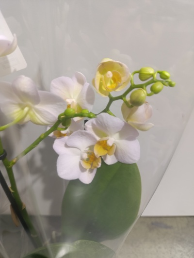 Orquídea Phalaenopsis