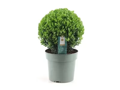 Ilex Crenata luxux bol